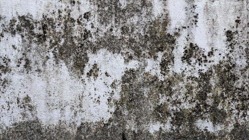 Mold Remediation — service illustration